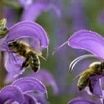 ミクロコスモス