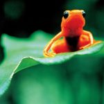 グレートビギン