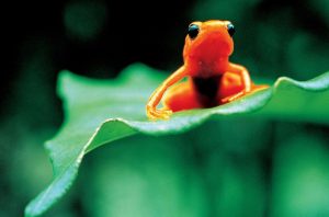 グレートビギン